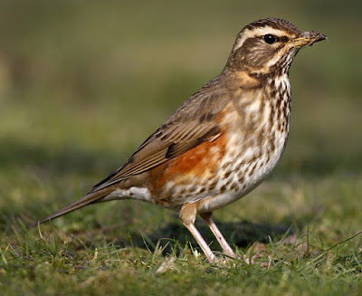 Tord ala-roig (Turdus iliacus)