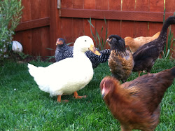 ducks chickens backyard duck erika