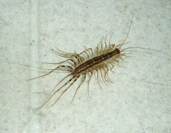 war centipedes before