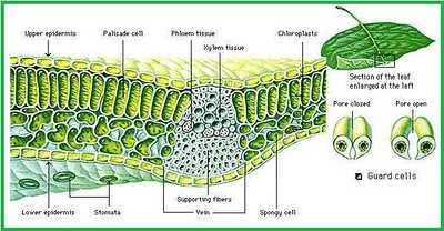 Jaringan Epidermis Tumbuhan Pengertian Fungsi Ciri Contoh Soal Ujian