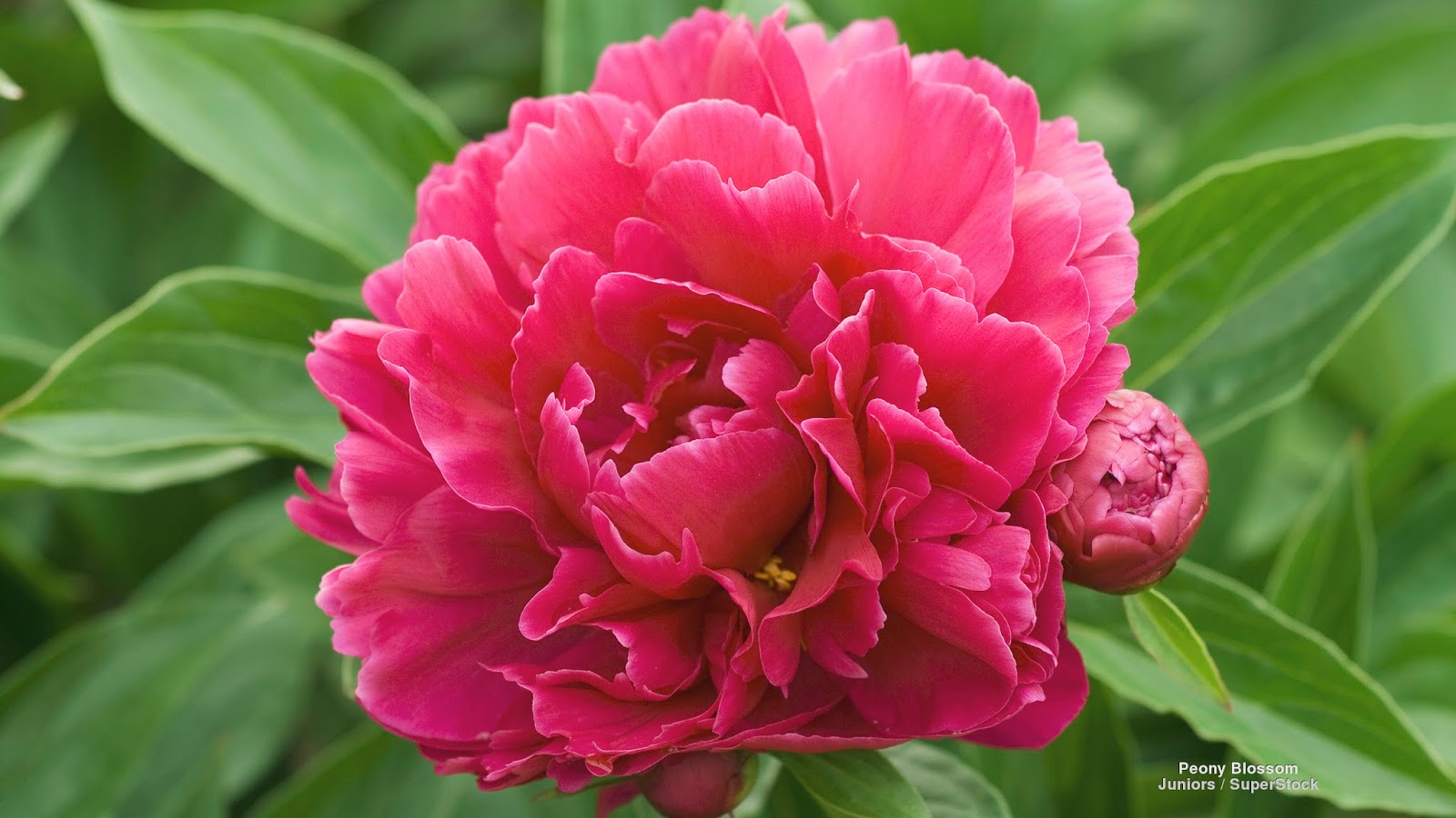 Пион вайт грейс. Пиони пинк (peony pink). Пион зе фаун. Пион пинк гигант. Peony blossom.