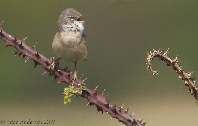 Whitethroat Whitethroat%2B2
