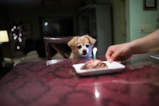 Dog watching owner light candle on cupcake.