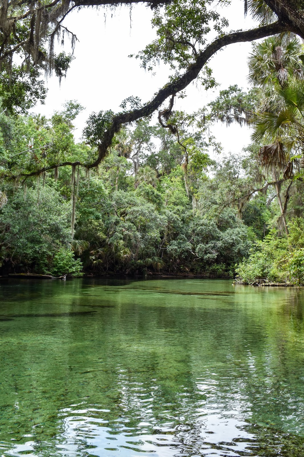 Guide to Florida's Freshwater Springs