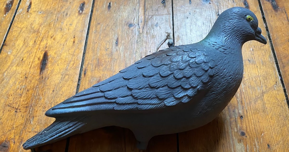 The world of Forms decoy pigeons