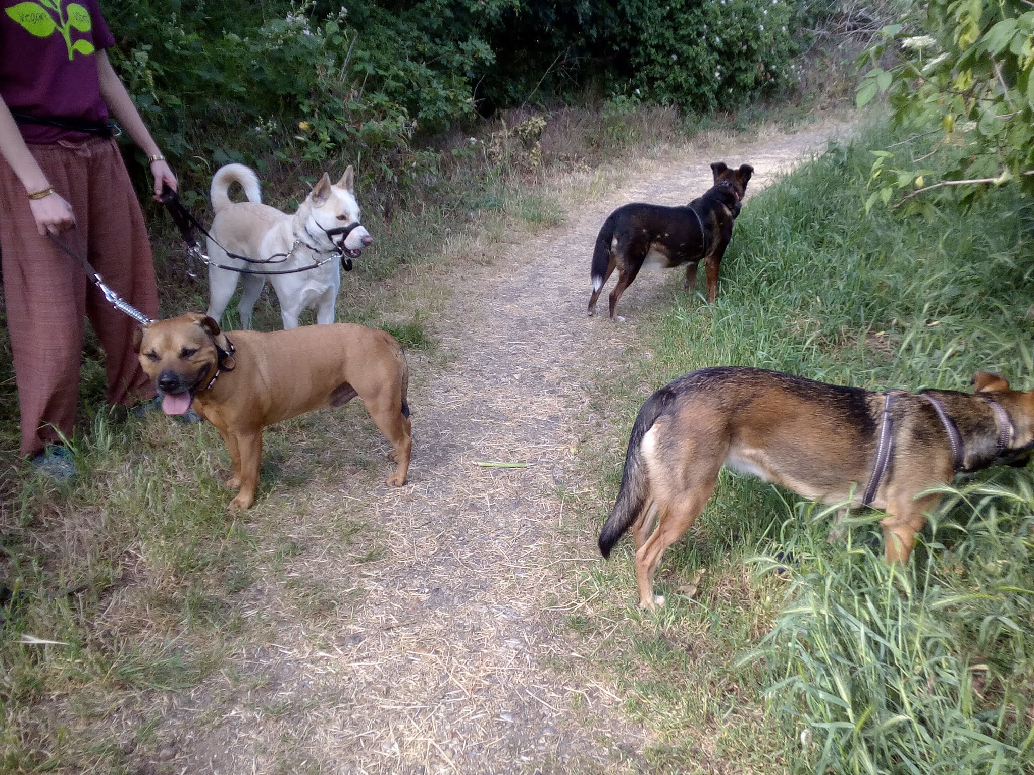 INSURED AND LICENSED DOG WALKER, DOGGY DAY CARE, DOG BOARDING (TW15