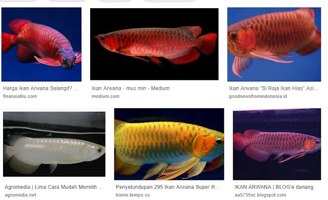 5 Fakta Menarik Ikan Arwana Yang Mungkin Belum Kamu Ketahui 