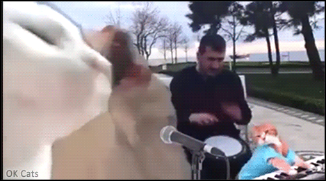 Art Cat GIF • 3 funny cats playing keyboard, singing and vibing all together [Vibing Cat No. 35]