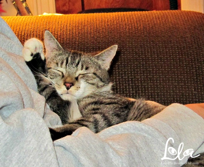 Tabby Cat Napping on her Mom's Lap