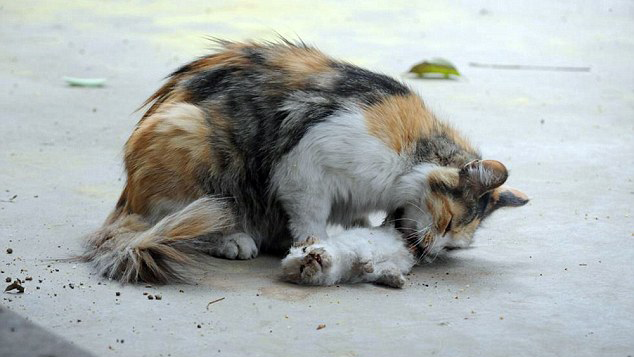 Mengharukan, Induk Kucing Ini Mencoba Membangunkan Anaknya yang Telah Mati Mengharukan, Induk Kucing Ini Mencoba Membangunkan Anaknya yang Telah Mati