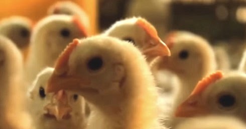 Teknik Budidaya Unggas Petelur Jenis Penyakit Dan Penanganannya