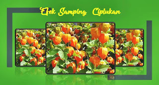 efek samping ciplukan