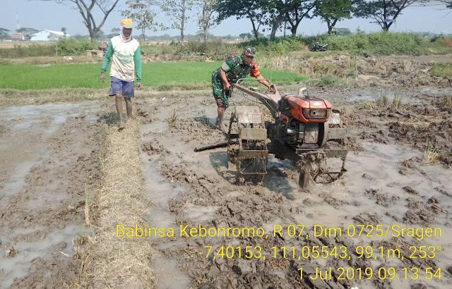 Babinsa Kebonromo Bantu Petani Bajak Sawah Babinsa Kebonromo Bantu Petani Bajak Sawah