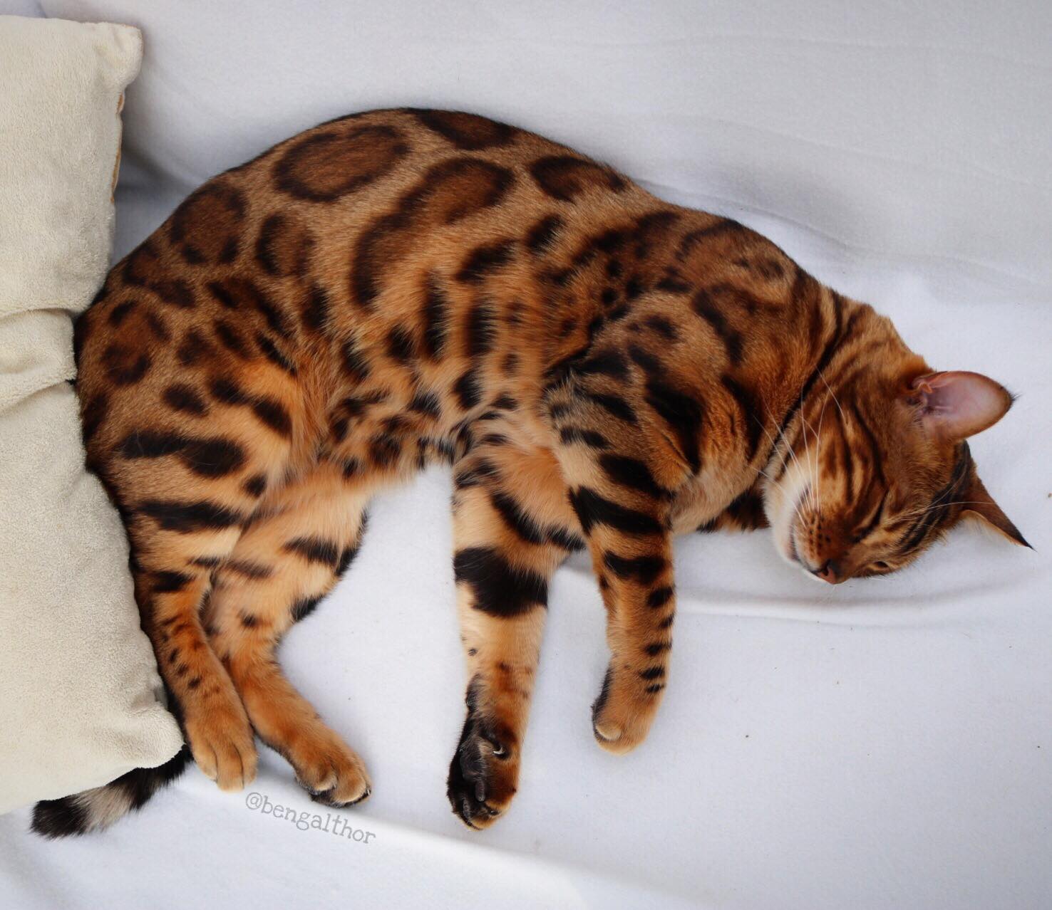 25 Bengal Cat Breed Pictures That Took The By Storm