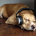 Good Music can Help Dogs Overcome Fears