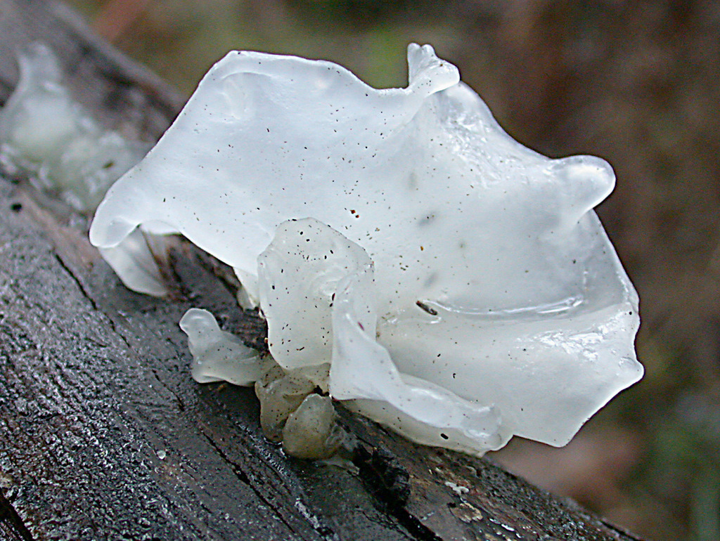 How To Use Tremella mushrooms Edible & Medicinal mushrooms Biobritte mushroom center