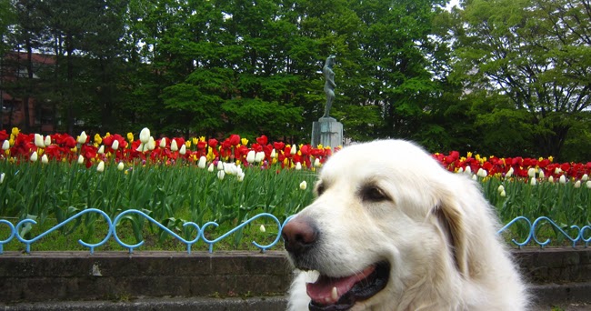 犬と散歩 鴨を襲うカラス