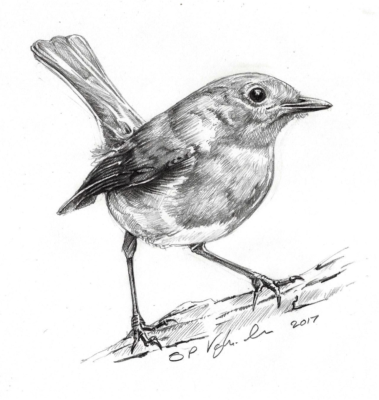 Drawing from experience : Robin (Erithacus Rubecula)