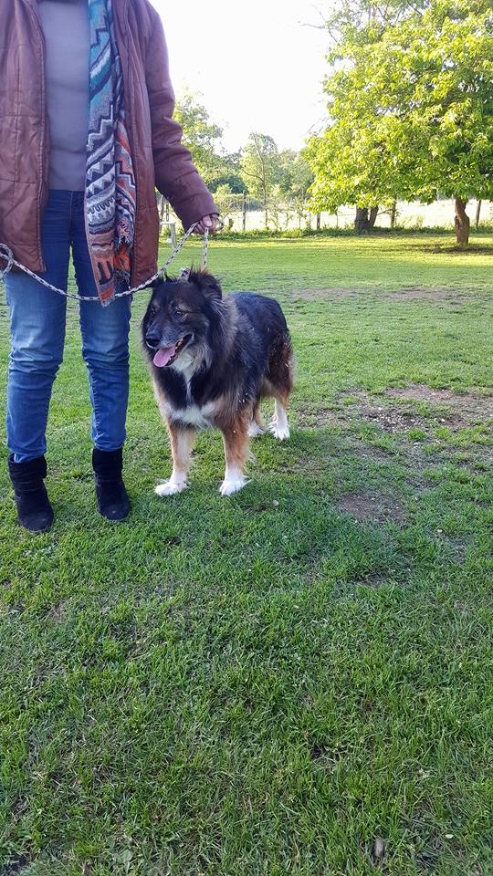 Rodolfo Valentino,derivato Australian Shepherd Grigio Perla