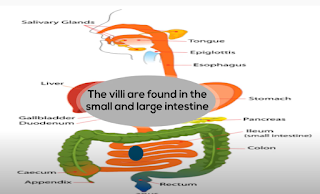 The path of food through the digestive system | MooMooMath and Science