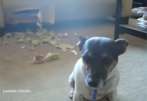 Video : 悪さして、説教されて凹み、許しを乞うイヌ