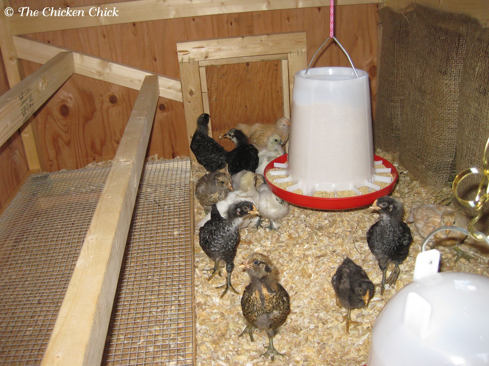The Chicken Chick®: Coop Training Chickens to Roost &amp; Use Nest Boxes