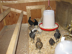 coop chicks chicken chickens box roost nest sand bedding boxes litter chick inside brooder training shavings run pine curtains droppings