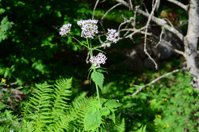 Valeriana pyrenaica Valeriana pyrenaica