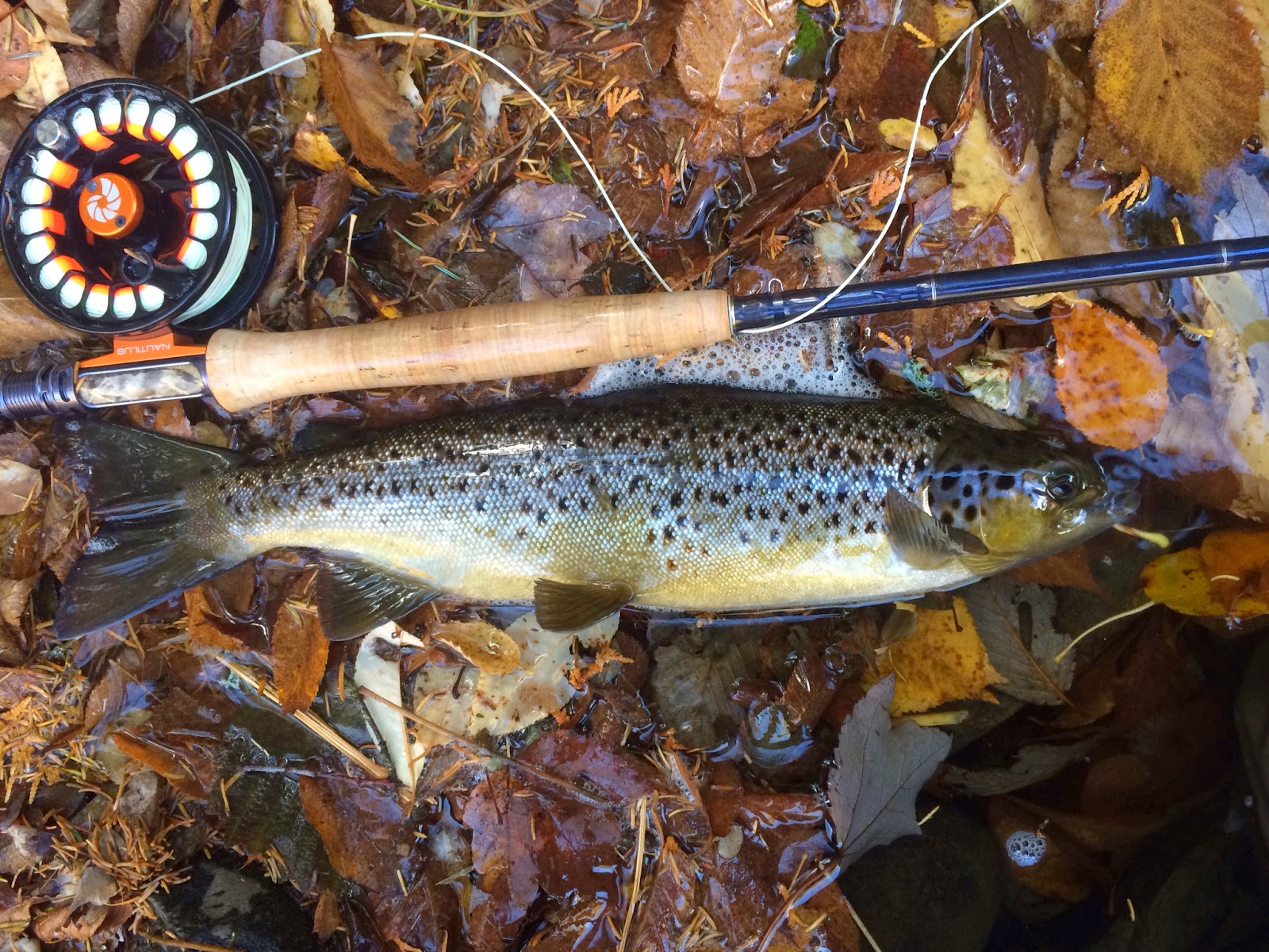 All Things Fly Fishing M&Ms, Road Trips, and Landlocked Salmon