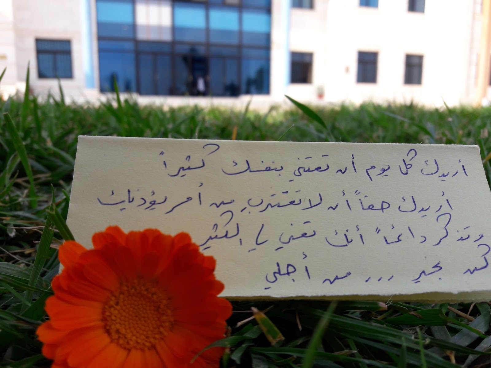 صور جامعة ايبلا قصاصات ورقية اقرأ روايتك