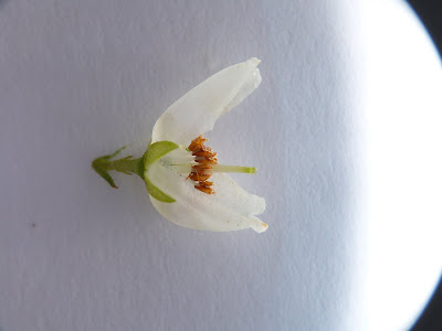 Pieris japonica - flower