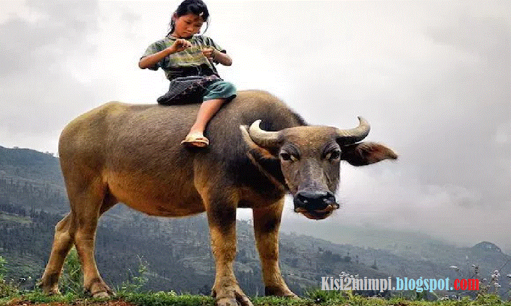 Arti Mimpi Kerbau Menurut Erek Erek 4d 3d 2d Arti Mimpi