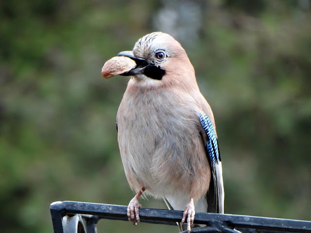 Eurasian Jay