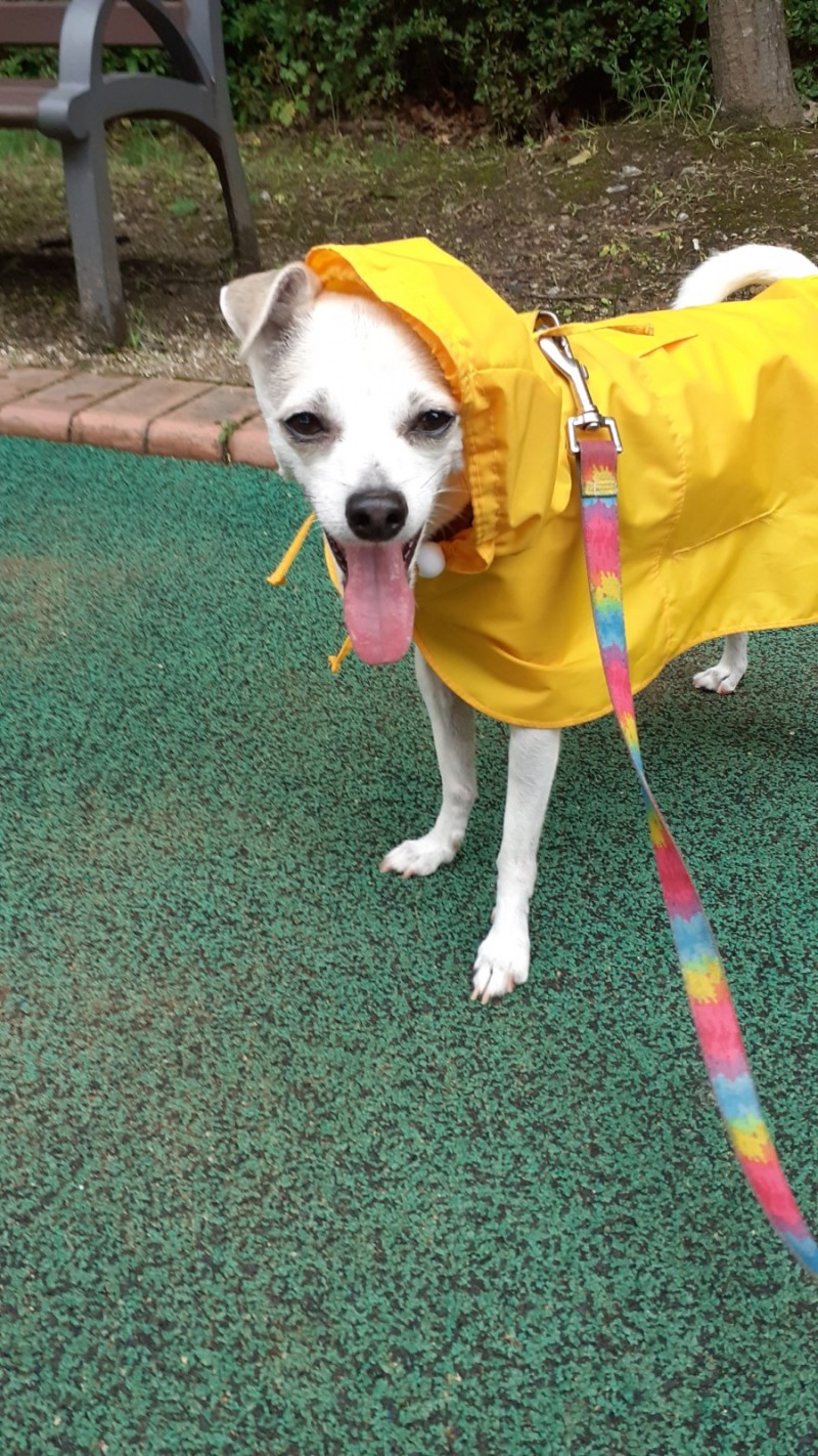 happy dog walking in the rain — HAPPYHAZEL