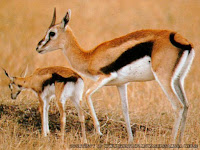 gambar gazelle
