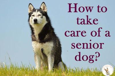 How to take care of a senior dog?