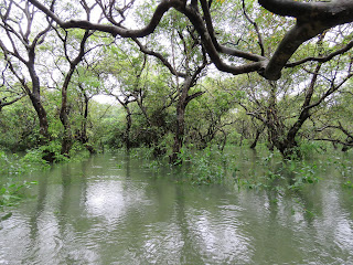 Ratargul Swamp Forest