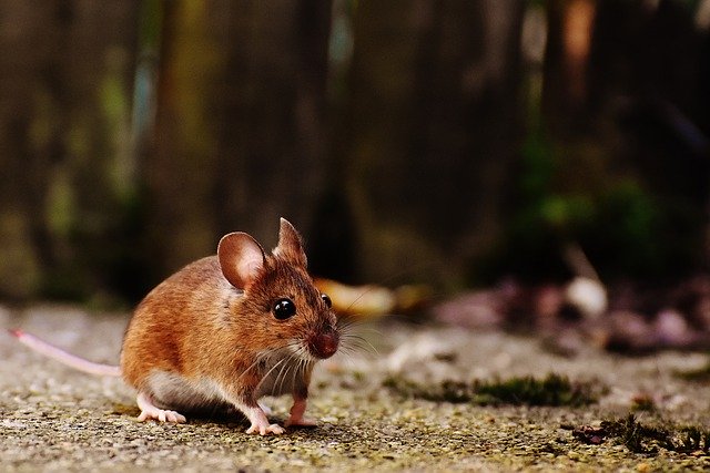 5 Poison-Free Ways to Rodent-Proof Your Home