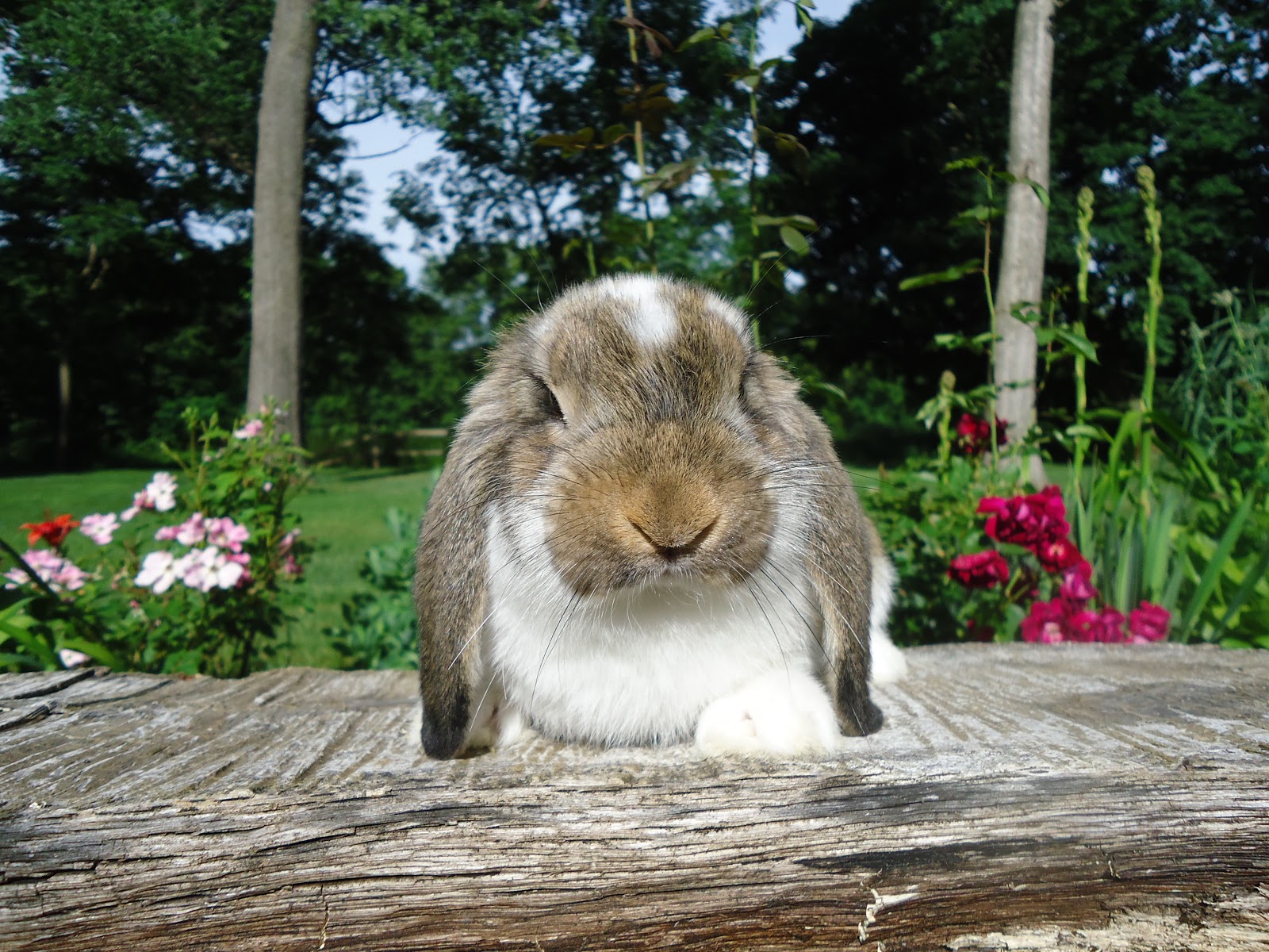 Whitehaven Woods Rabbitry SALE! Prices Reduced on remaining Mini Lops