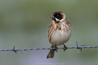 Rohrammer Naturfotografie Wildlifefotografie Tierfotografie Nikon