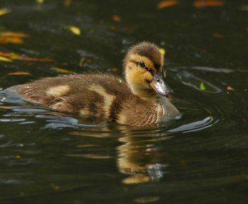 duck不必是什么意思 百度知道