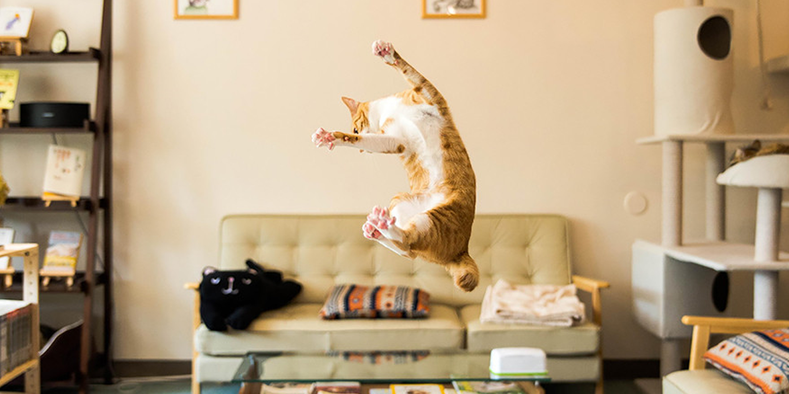 10+ Photos of Fabulous Jumping Cats