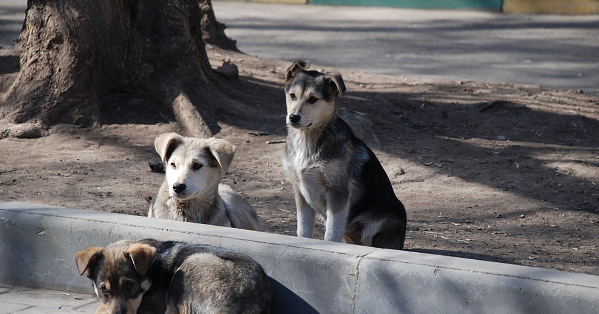 Pet Stores In Nj That Sell Bunnies City pet shops won't be able to