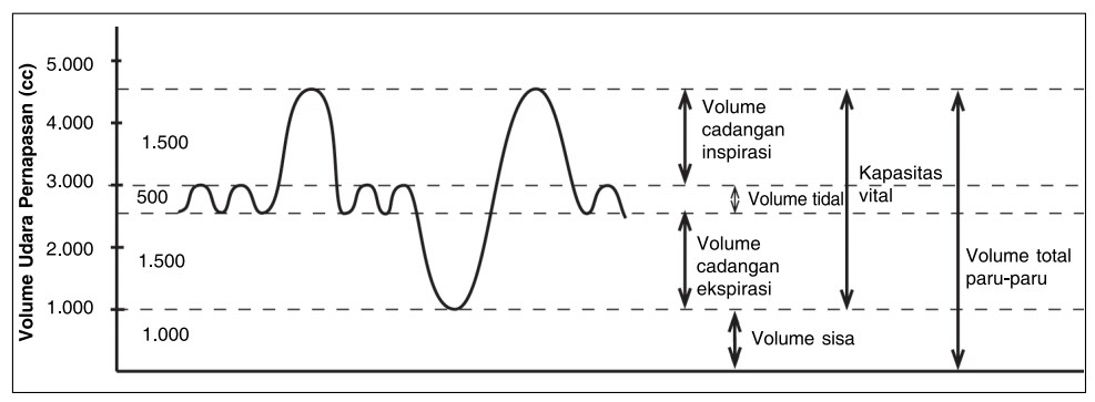 Volume Udara Pernapasan Pada Manusia Biologi Edukasi Belajar Sains Biologi Volume Udara Pernapasan Pada Manusia Biologi Edukasi Belajar Sains Biologi