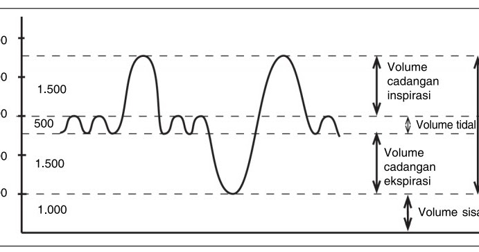 Jenis Jenis Volume Udara Pernapasan Pada Manusia Masyog Com Jenis Jenis Volume Udara Pernapasan Pada Manusia Masyog Com