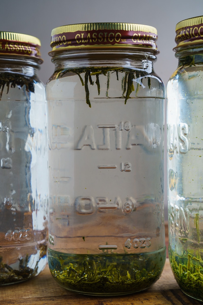 Cold Brewed Iced Tea