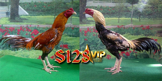 JENIS CIRI SABUNG AYAM ADUAN JALON YANG BERBAHAYA - STATION AYAM