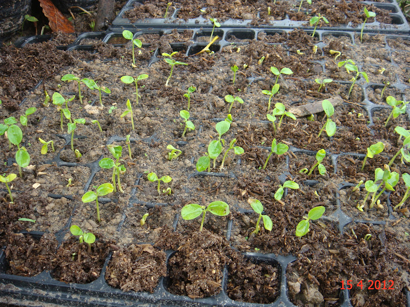 Experimental Farming Papaya Farm