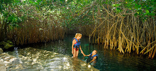 manglares xel ha