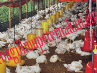 Contoh Proposal Usaha Ayam Petelur Pdf
